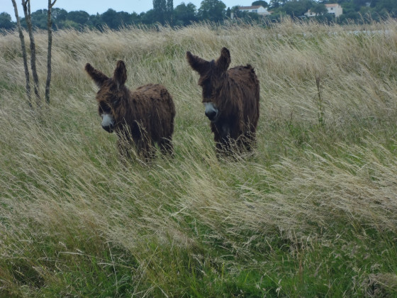 Baudets du poitou