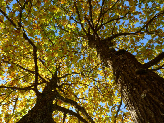 Cimes des arbres