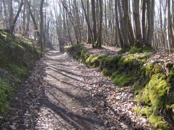 Bazoches sur Guyonne - sentier dans la fôret