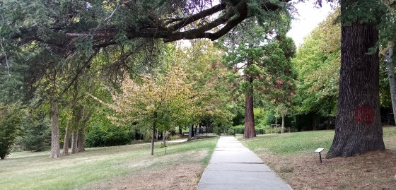 Beau cèdre à la sortie du Parc Paumier