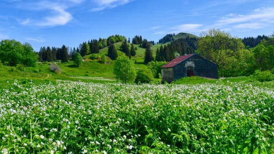 Fleurs autour de la ferme.