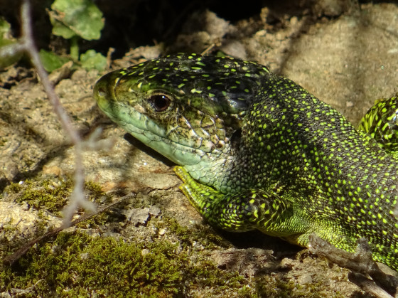 Beau l&eacute;zard vert observer au bord du chemin