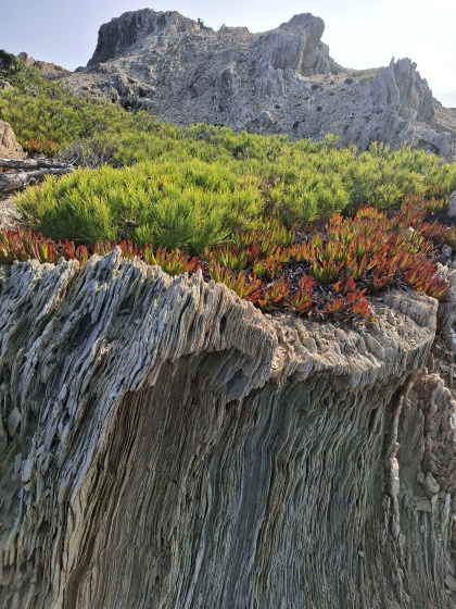 Beau rocher avec de belles plantes atypiques par dessus