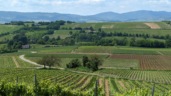 Beaujolais