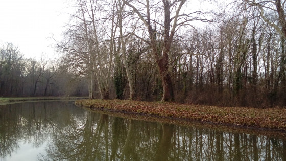 Beaux arbres