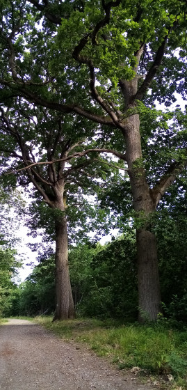 Beaux ch&ecirc;nes