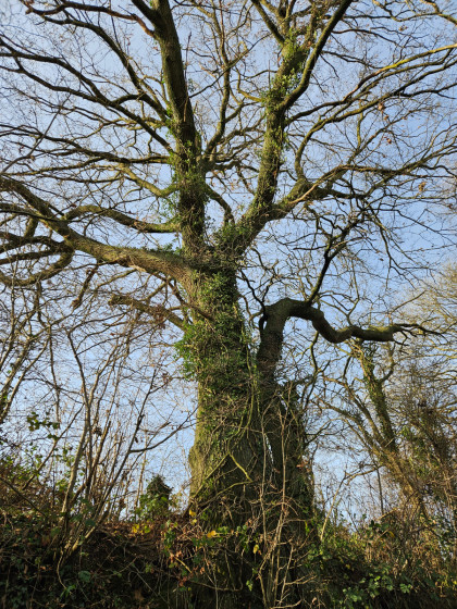 Bel arbre