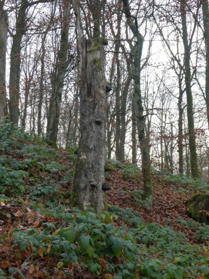 Bel arbre mort