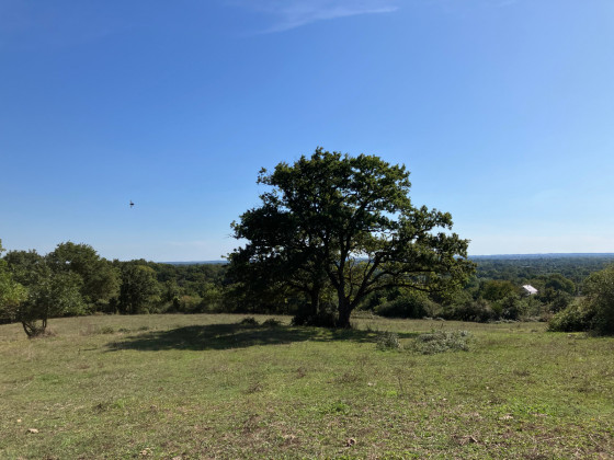 Bel arbre sur fond de panorama