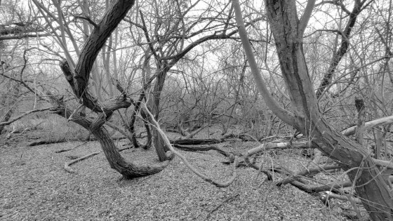 bel endroit de sous bois