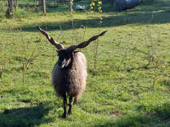 B&eacute;lier