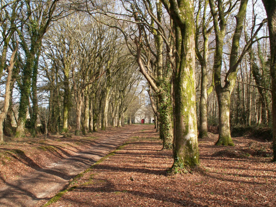 Belle allée de hêtres