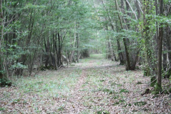 Belle all&eacute;e foresti&egrave;re dans le bois de Foye