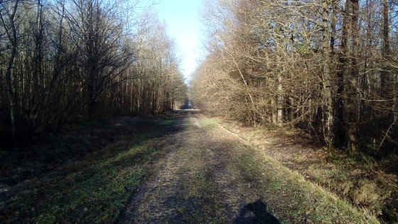 Belle allée forestière