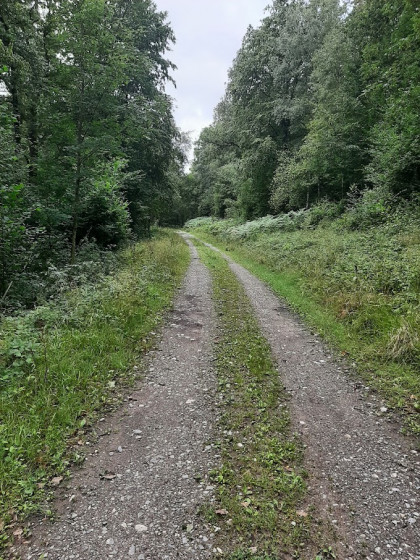 Belle allée forestière