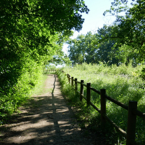 Belle allée
