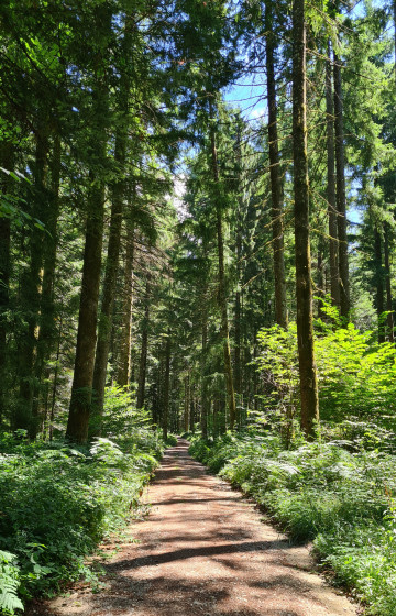 Belle for&ecirc;t