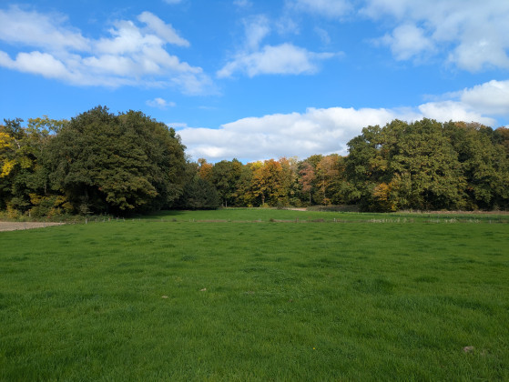 Belle lisière de forêt