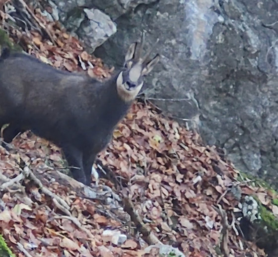 Chamois
