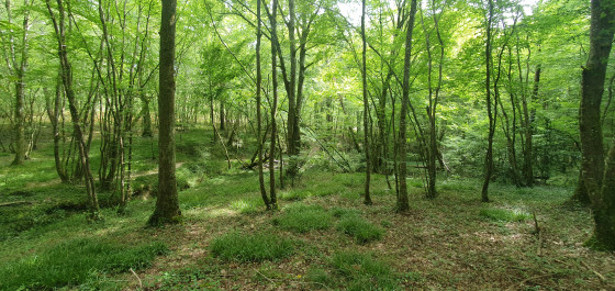 Belle trouée de lumière dans la forêt