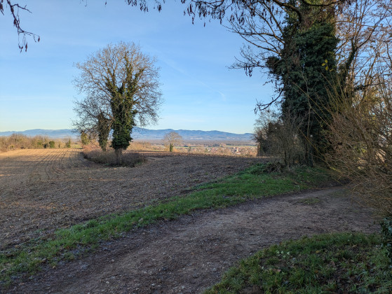 Point de vue vers Habsheim