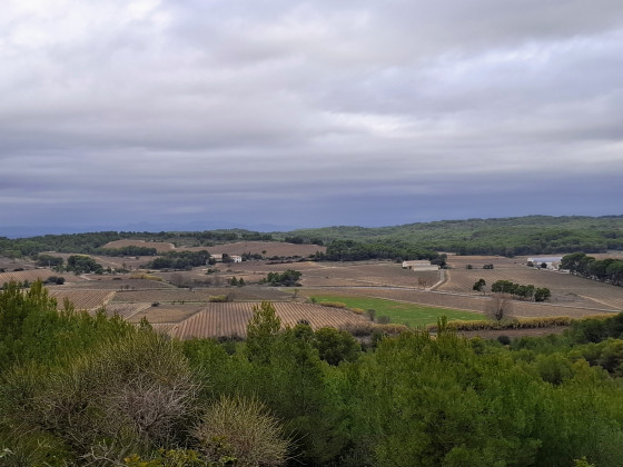 Belle vue sur la plaine viticole