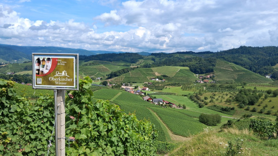 Belle vue sur les vignes