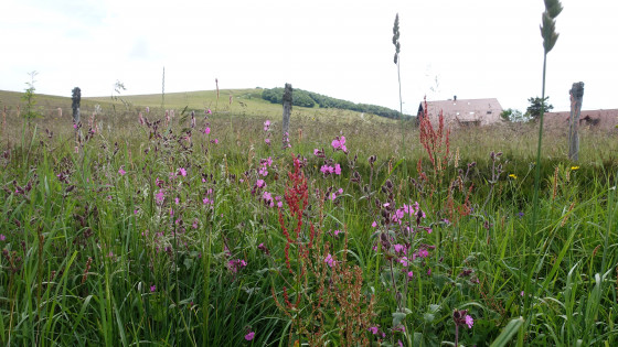 Belles fleurs à 2 pas de la route