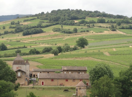 Belles vues dans les vignes, le village de Chaintré et sur la plaine de la Saône