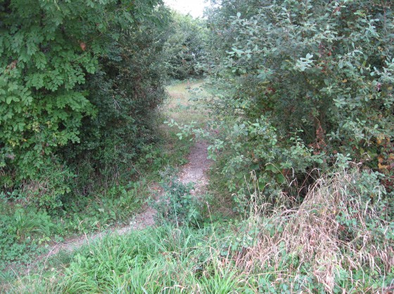 Berry-Bouy. Bois du Courpoy. Entre Bois Cordier et la Sauderie.