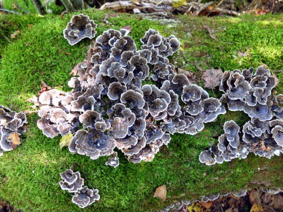 Besançon : Champignons
