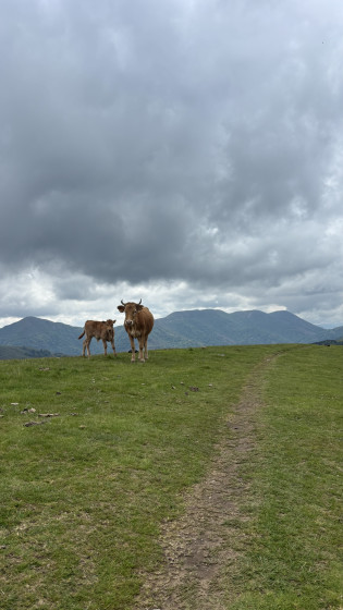 Betizu, petite vache des Pyrénées
