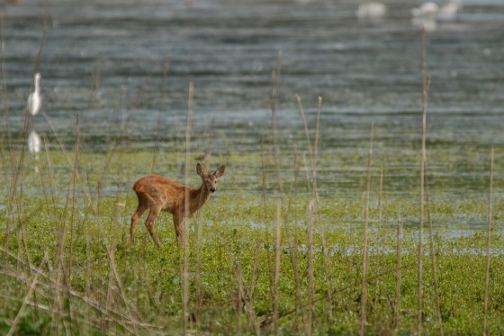 Biche