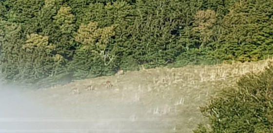 Biches pendant le brame du cerf
