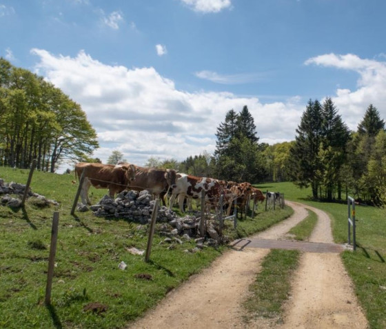 Bienvenue dans le Pays du Gruyère