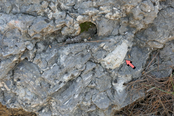Bloc de calcaire à rudistes