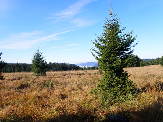 Chaumes sur les hauteurs de Moussey