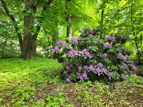 Blohms Park