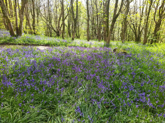 Les jacinthes dans le sol de Muncaster