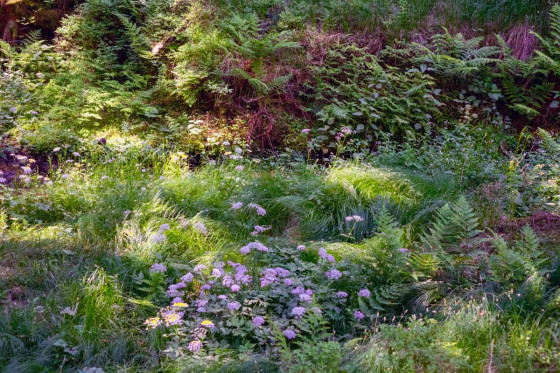 Une mer de fleurs sur le sol de la forêt
