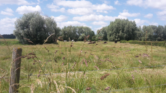 Bocage