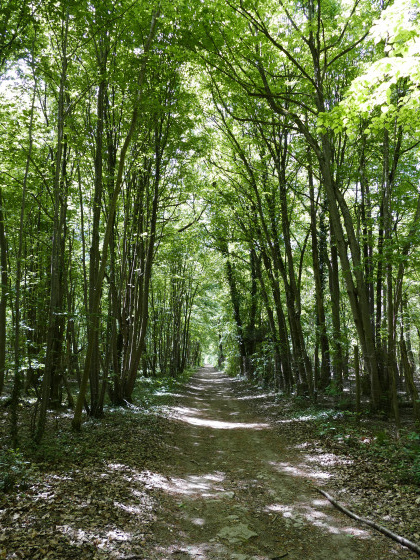 Bois Cassin -Follainville-Dennemont
