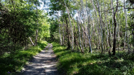 Bois de bouleaux