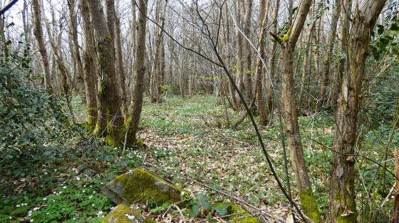 Bois de Combaudon