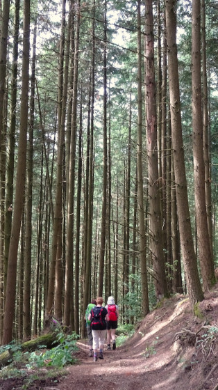 Bois de Crêt de Joux
