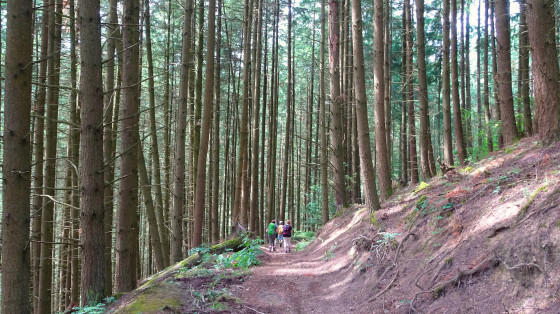 Bois de Crêt de Joux