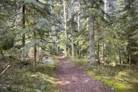 Bois de Dôle