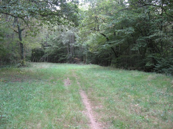 Bois de Gérissay. Allée vers Le Tronc.