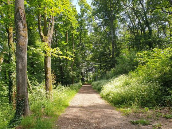 Bois de l\'église de Meyzieu