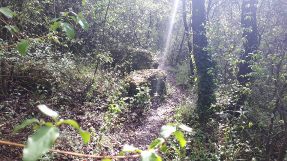 Bois de l'Eouvi&egrave;re